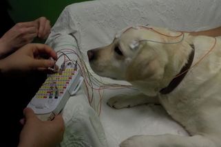 Psí mozek zpracovává lidskou řeč podobně jako náš